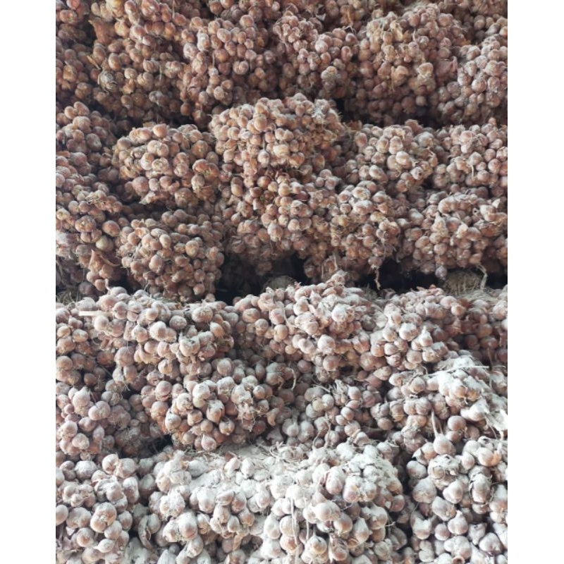 bibit bawang merah tajuk / thailand nganjuk 50kg