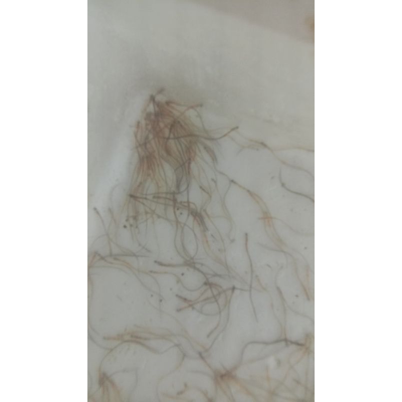 bibit sidat glass eel paket 500 ekor+bonus