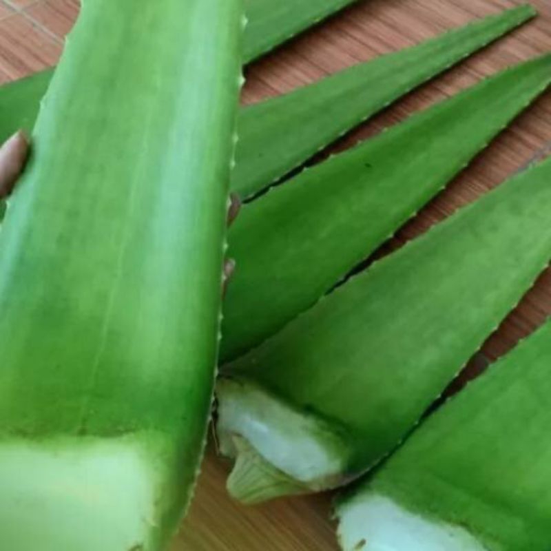 

3 pelapah daun lidah buaya/daun aloevera segar fresh