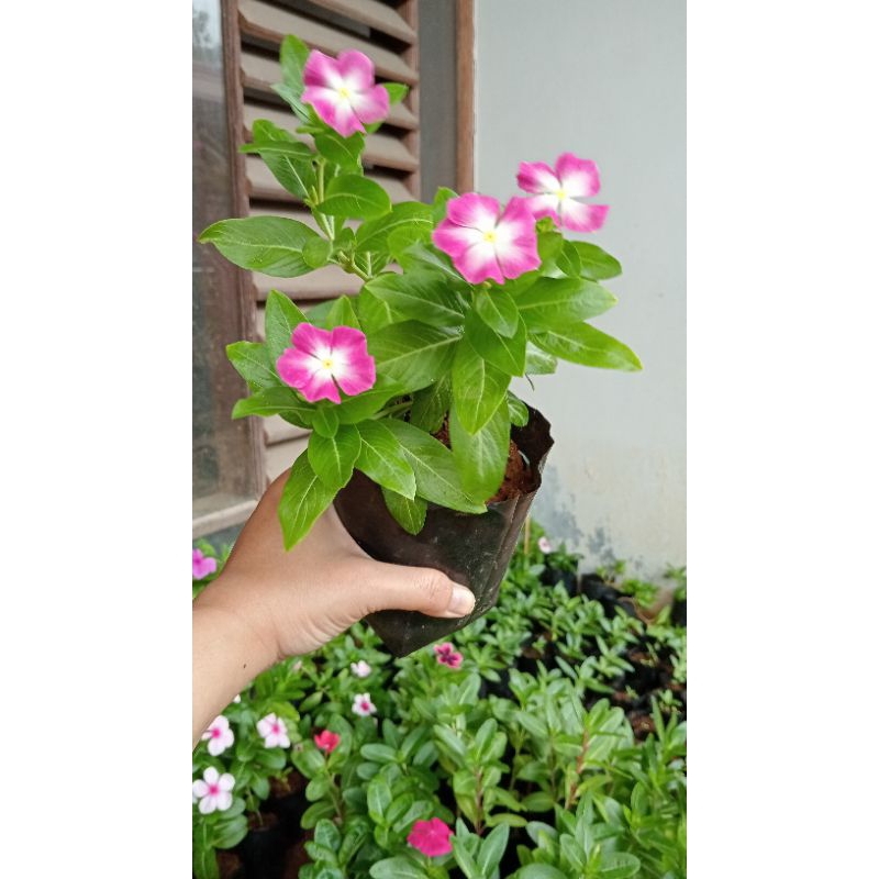 Vinca Nirvana White Splash Rimbun
