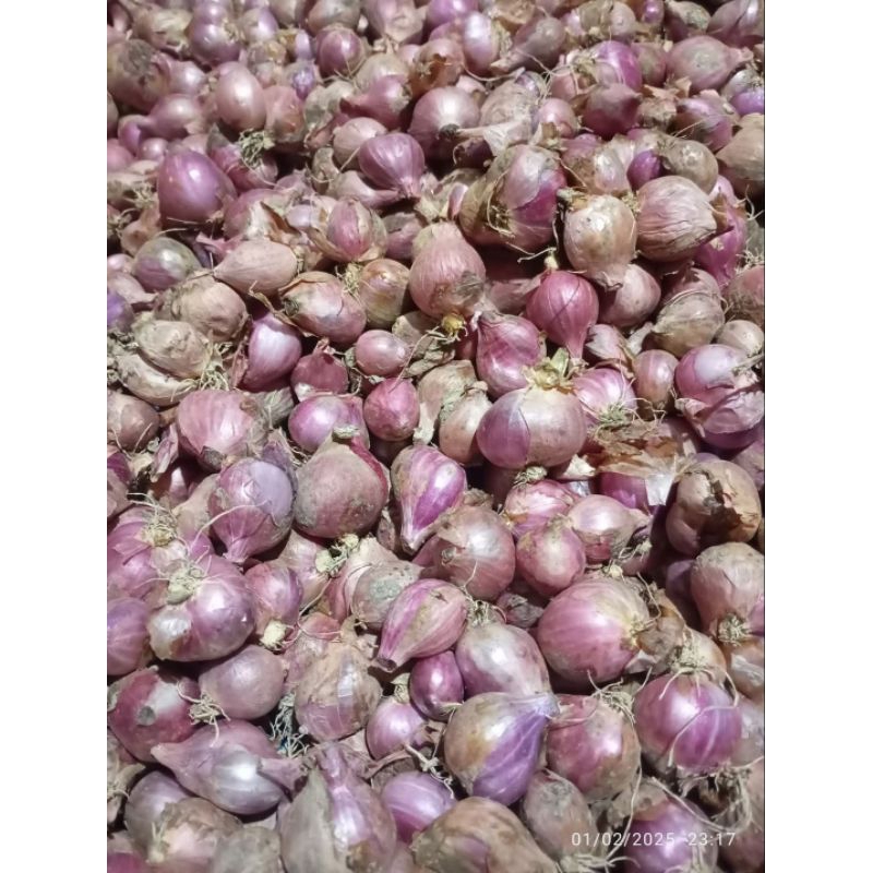 

bawang merah murah
