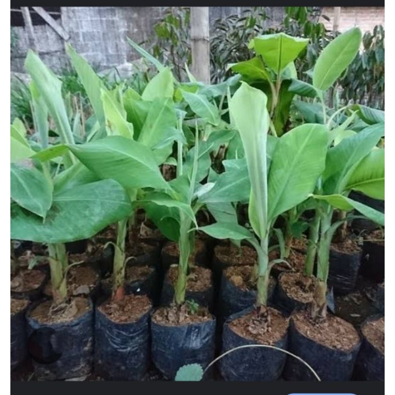 BIBIT PISANG UNYIL, BIBIT PISANG KECIL, BIBIT PISANG BARLIN