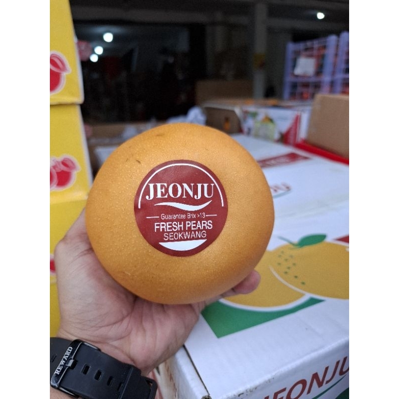 

Pir singo korea 1 buah