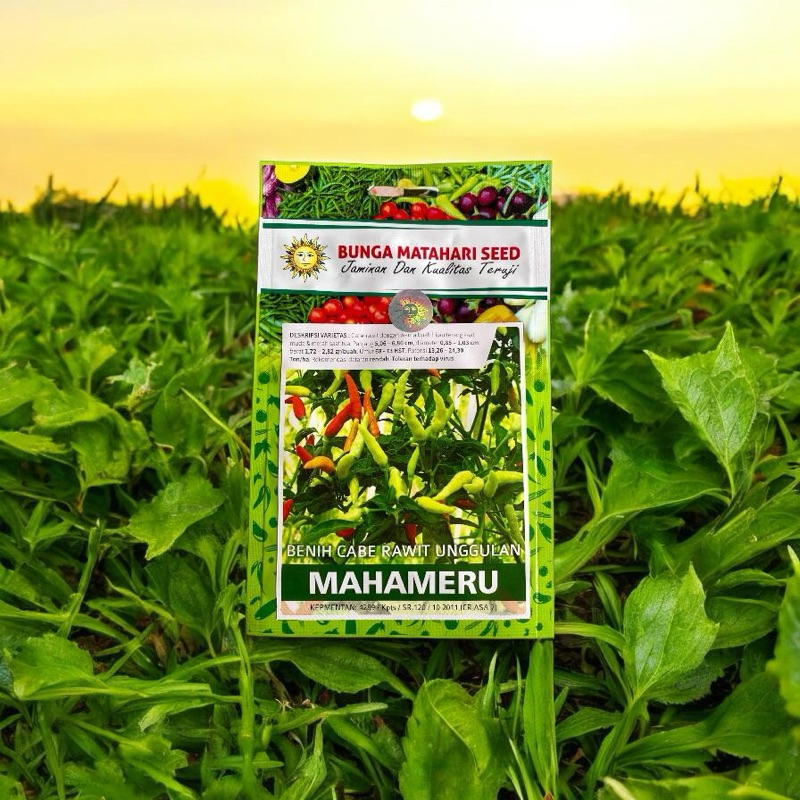 BENIH CABE RAWIT UNGGULAN MAHAMERU 500 butir ,BIBIT CABE RAWIT UNGGULAN,BUNGA MATAHARI SEED