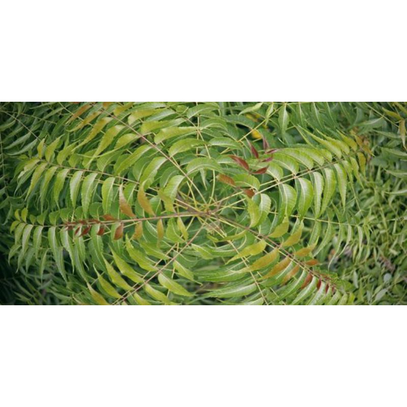 

DAUN MIMBA