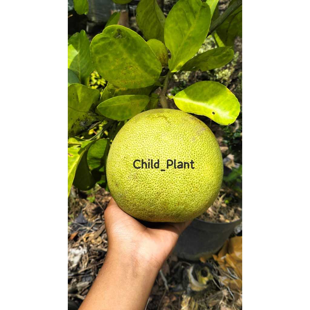 

Tanaman Indukan Jeruk Pamelo Orange