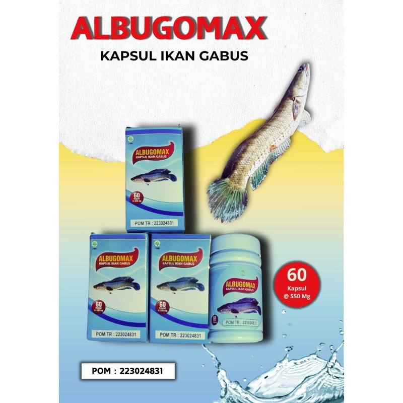 Kapsul Ikan gabus premium ekstrak Channa Striata (Ikan Gabus) | Mempercepat Penyembuhan Luka