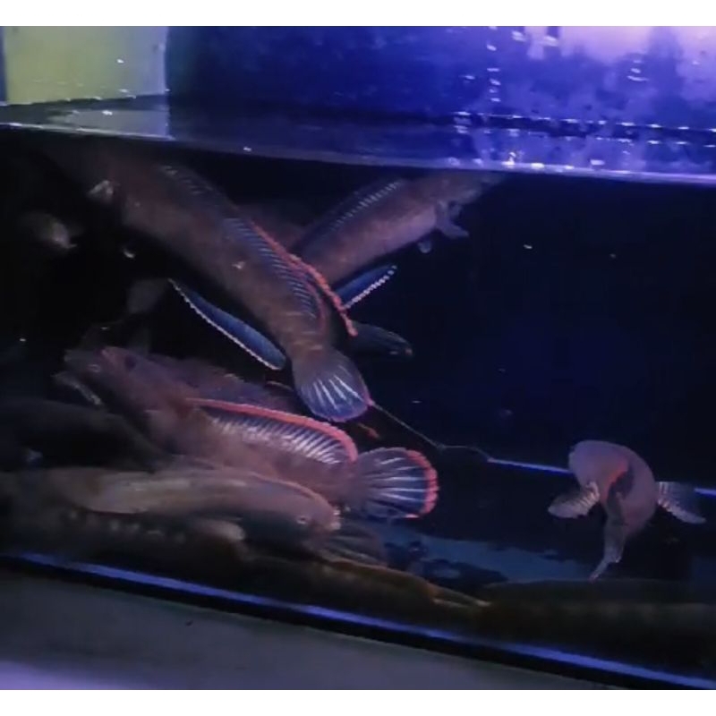 BABY LIMBATA LAWU 3-4 CM RIM TEBAL 2 EKOR