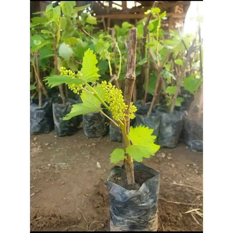 Bibit Anggur Berbunga