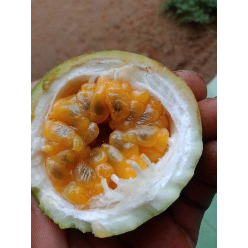 

Termurah Buah Markisa Matang di pohon 1 kg