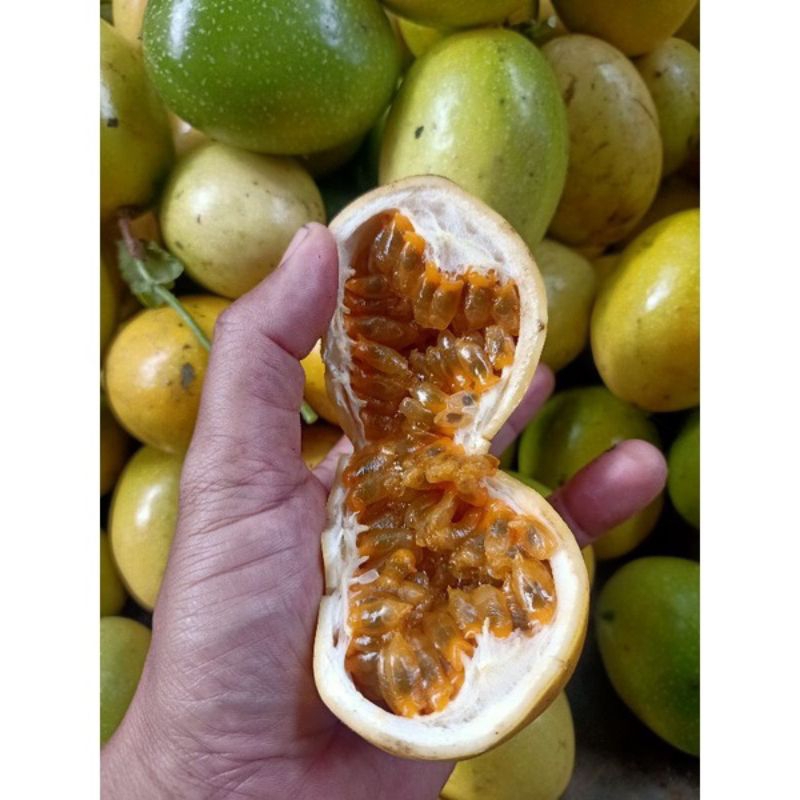 

( Ready ) 1 kg buah markisa matang di pohon