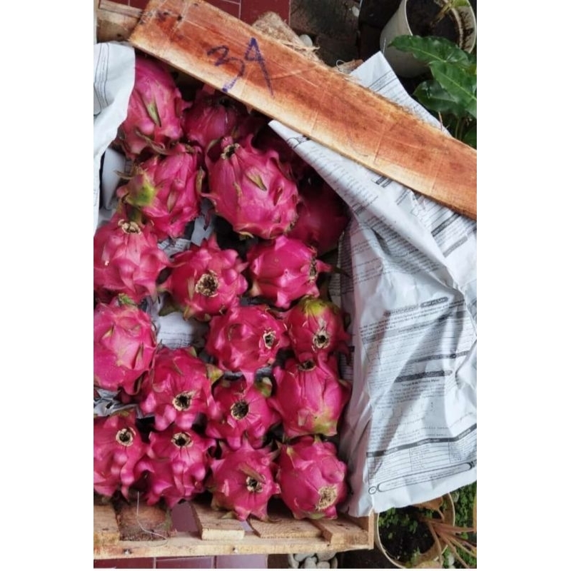 

Buah Naga Merah Segar