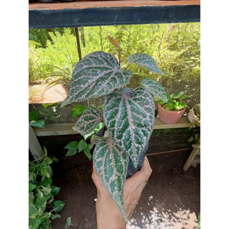 Tanaman Herbal Sirih merah - Tanaman Sirih - pohon sirih merah