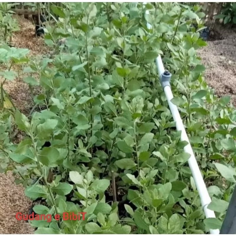 Bibit Beluntas Murah | Tanaman Beluntas Herbal