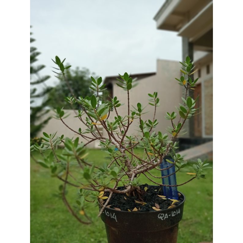 QA-1014, BAHAN BONSAI SANTIGI MAWAR SEMAI BIJI