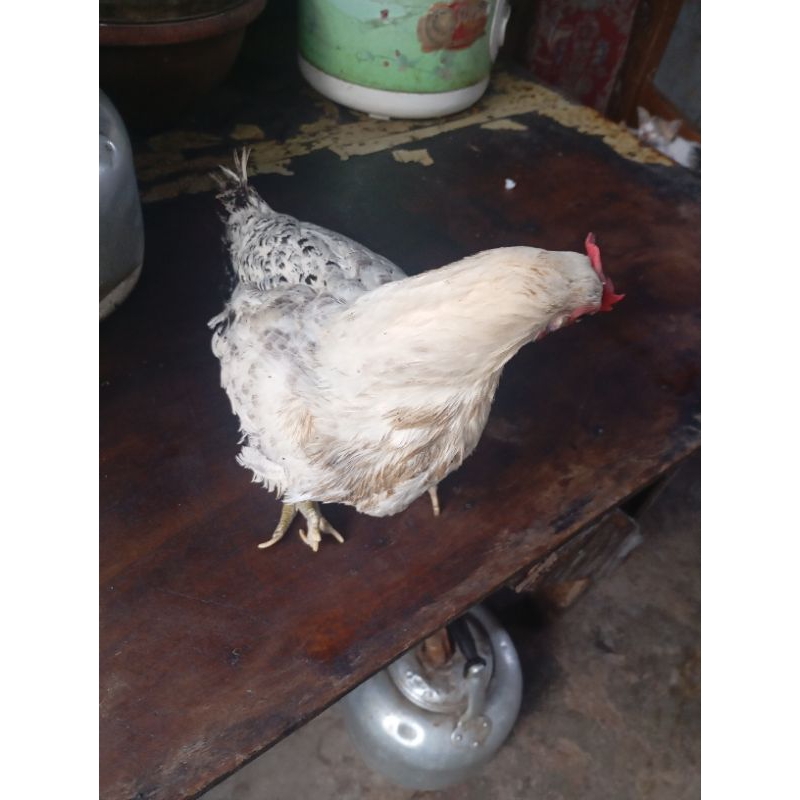Reddy stok ayam arab betina usia 26 minggu