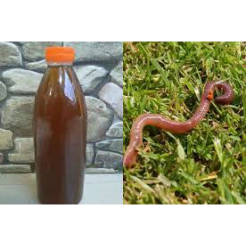 manjur air cacing kalung kebo untuk tipes