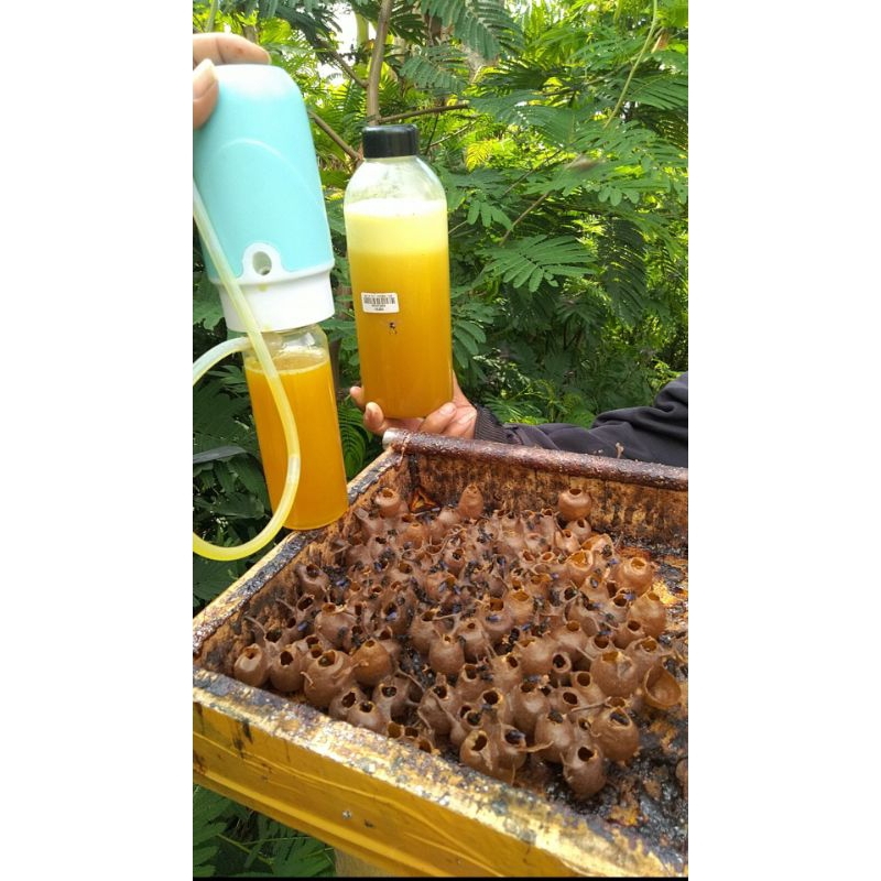 

Madu Klanceng Murni Premium 500ml.