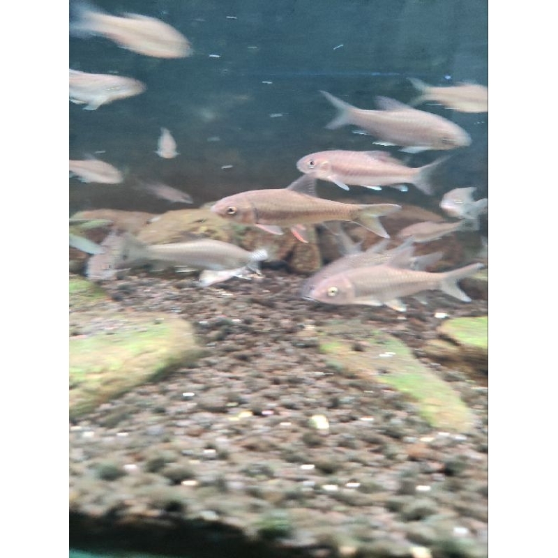 

ikan neo benasi hb lempon 5-6 cm
