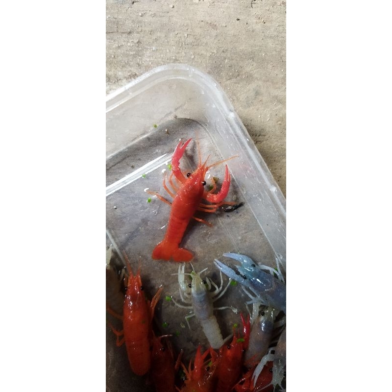 lobster hias airtawar, hiasan akuarium/kolam paket 30 ekor