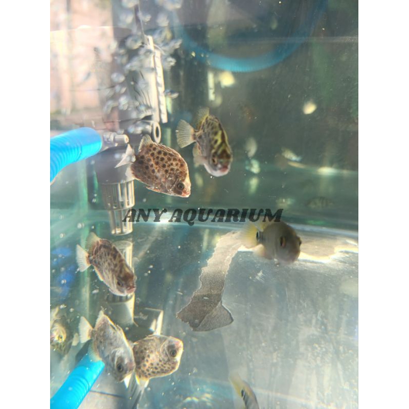 Ikan Ketang Ketang / Kiper Kiper