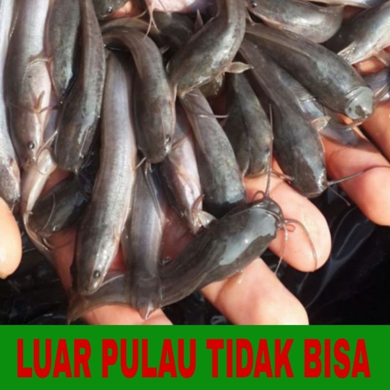 bibit lele Mutiara isi 30 pcs