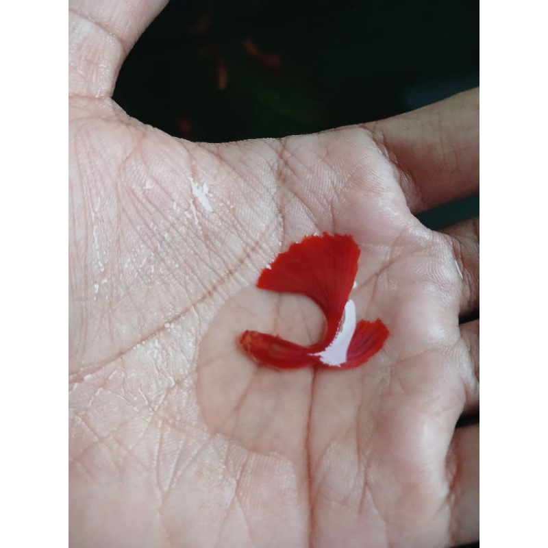 AKSESORIS AQUARIUM. SATU PASANG IKAN GUPPY AFR (ALBINO FUL RED)