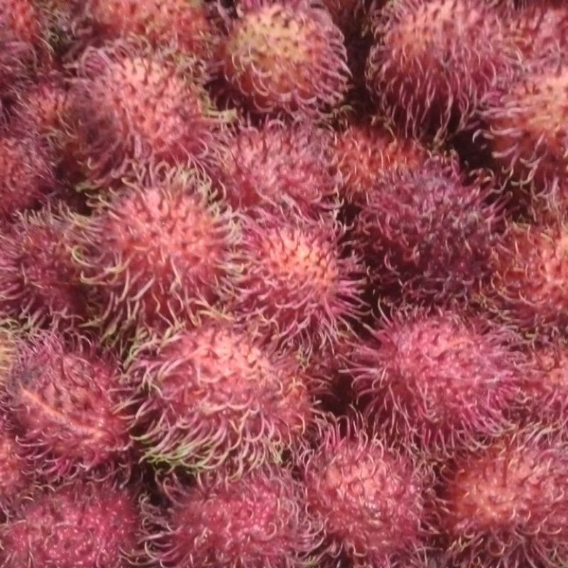

rambutan aceh 1iket 5000 dijamin manis ngelotok
