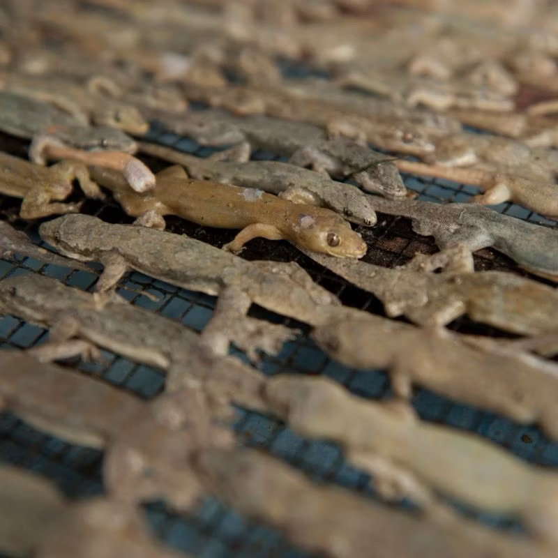 Kapsul Cicak Liar Asli isi 100 pcs mengobati gatal menahun