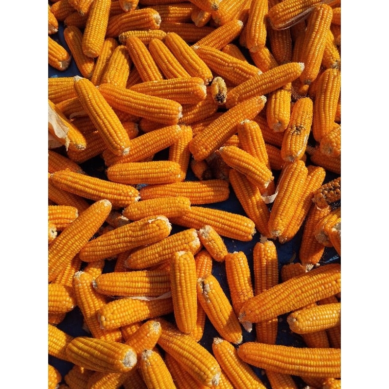 

GROSIR+++JAGUNG KUNING BESAR LOKAL BERKUALITAS BERAT 1KG BISA COD