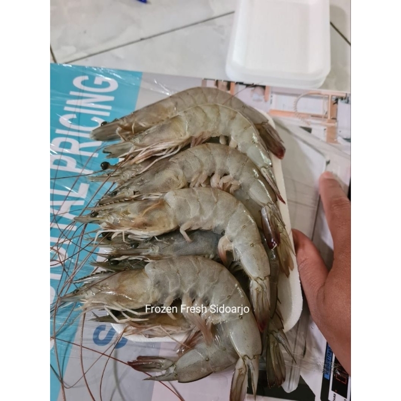 

Udang Vaname Jumbo Ukuran 27-30/kg