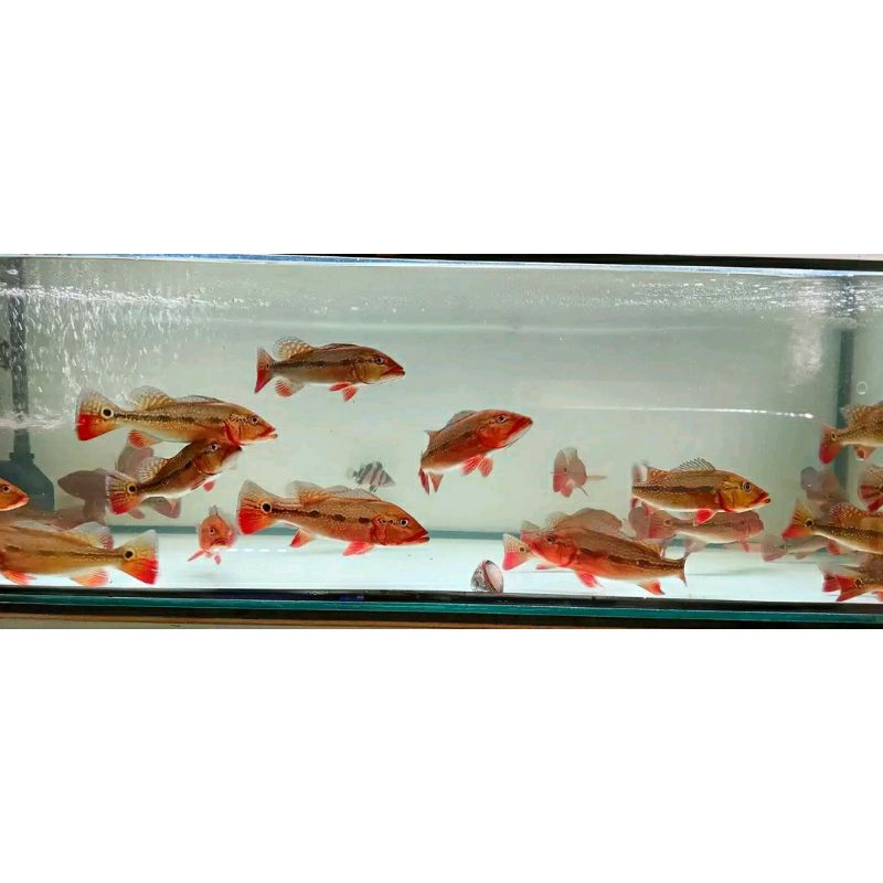 Pbass FOGO pure size 10-11cm Realsize bergaransi COD pbass orinoco