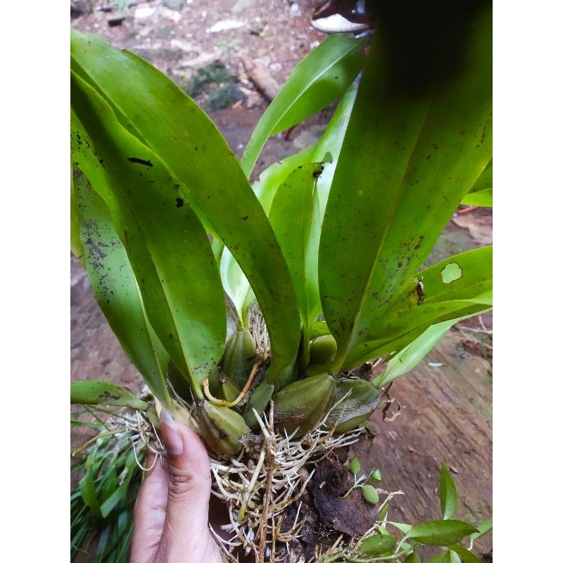 Bibit Anggrek Hutan | Anggrek bulblo mini tanaman hias