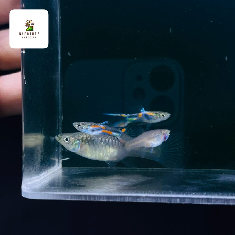 

Stiker Endler Black Bar