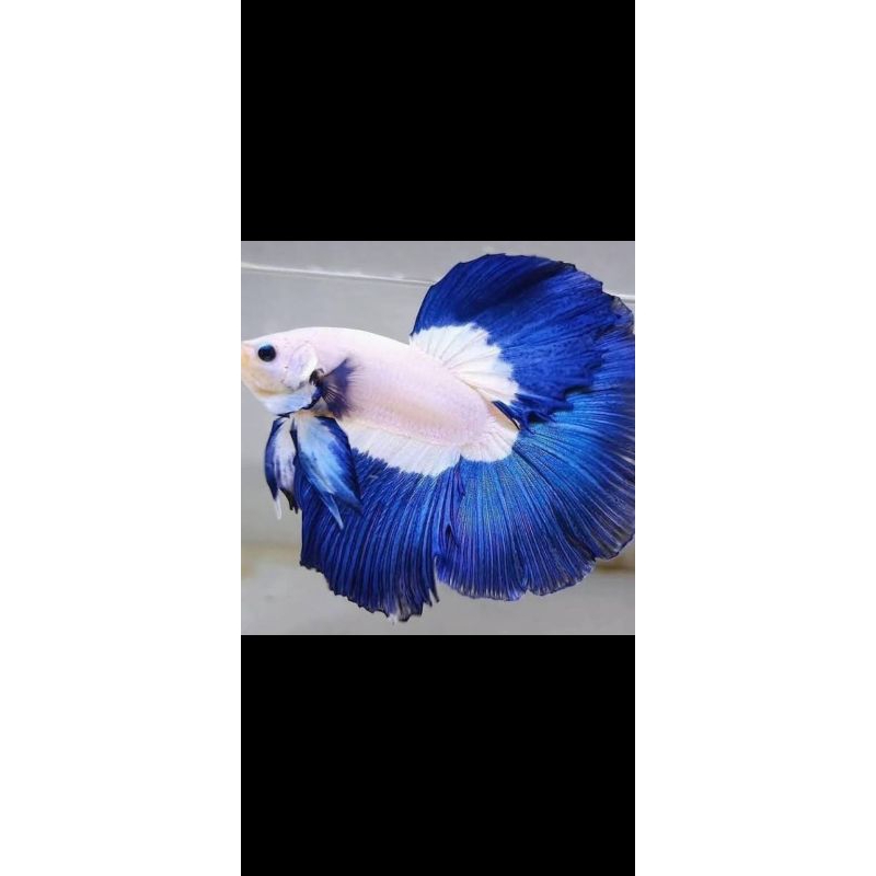 betta misty fish