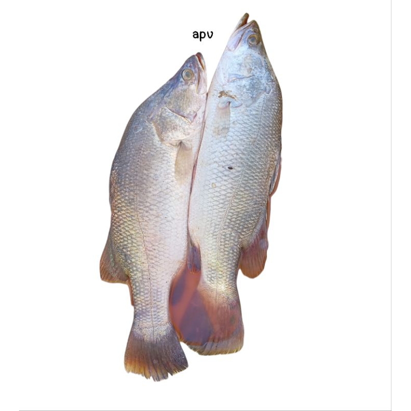 

ikan kakap segar fresh 1 kg