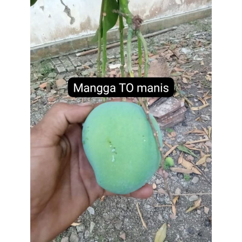

MANGGA TO MANIS PERSILANGAN 2-4 JENIS MANGGA RASA VARIASI