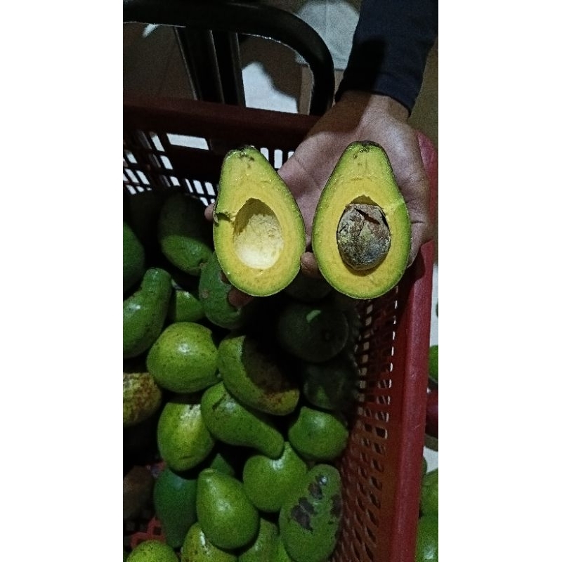 

Alpukat Mentega Lokal