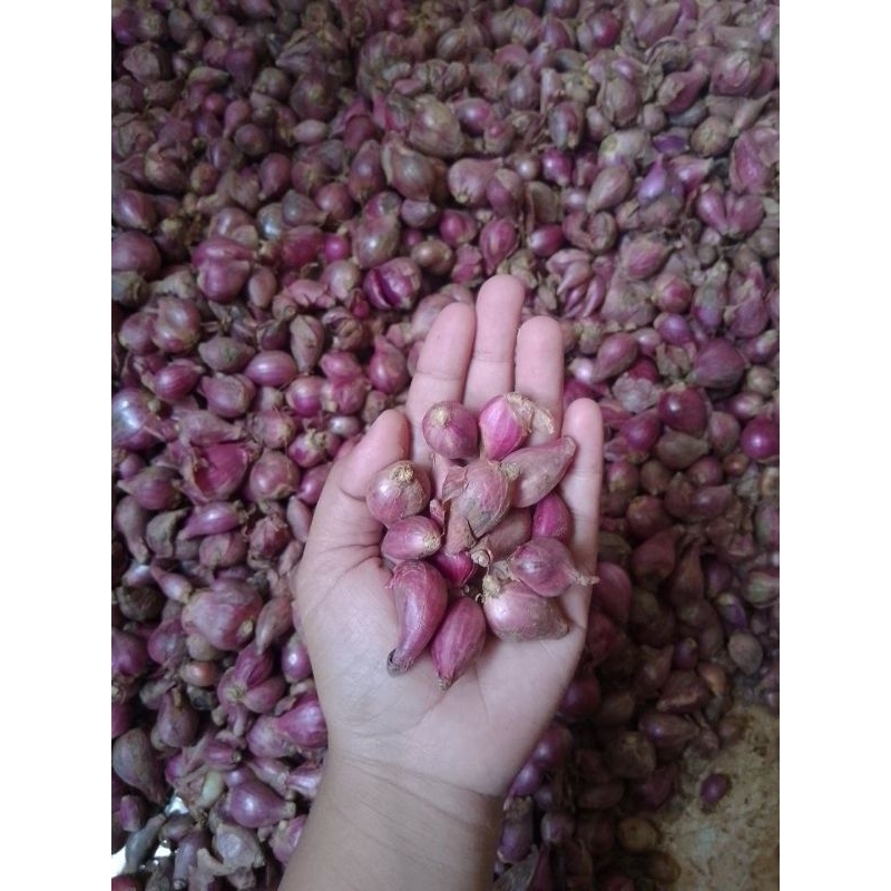 

Bawang merah kecil 1kg