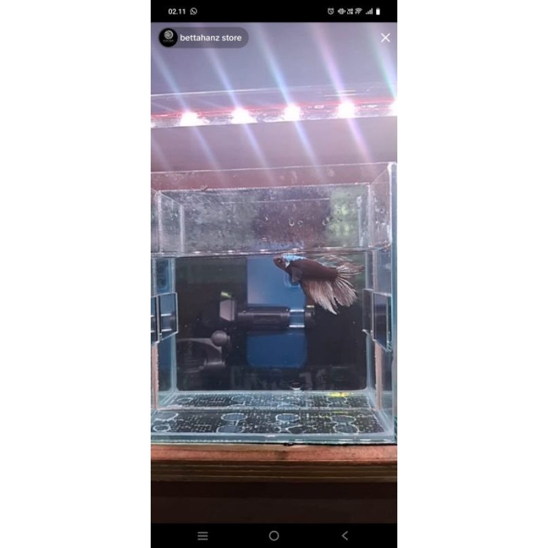 Anwar female HM avatar