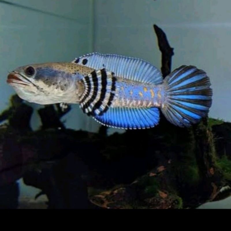 full pelet Channa blue pulcra grade A