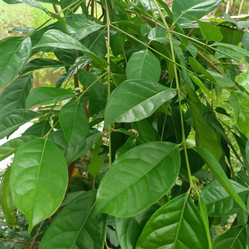 

Daun Salam Segar 50 Lembar