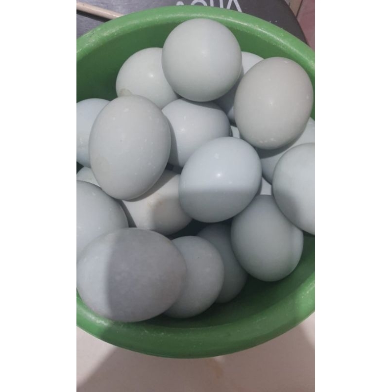 

telor bebek