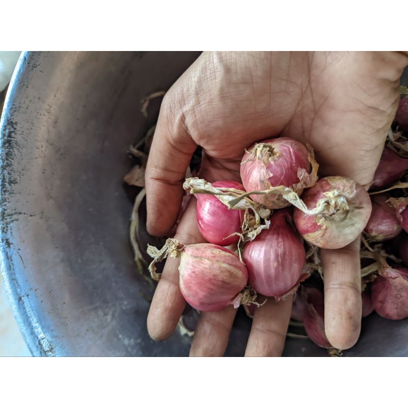 

Bawang Merah Super 500gram kering sring
