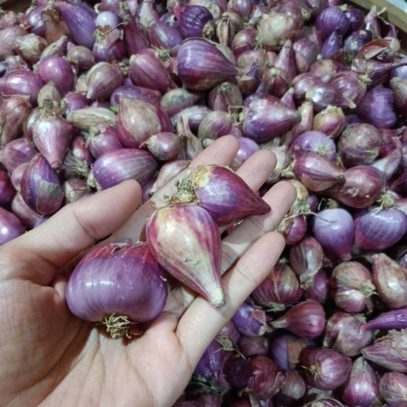 

Bawang Merah 1kg