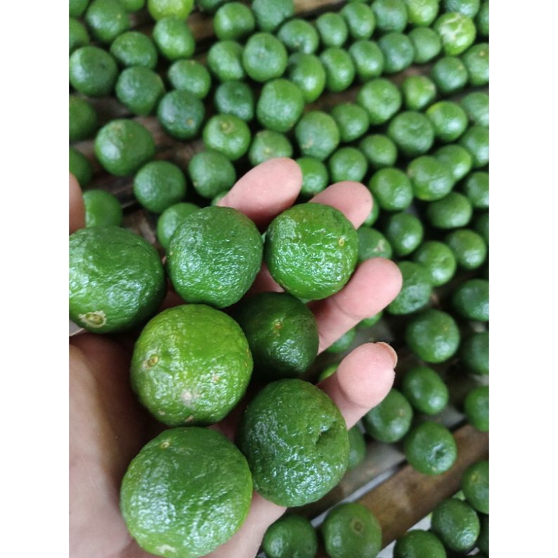 

1kg jeruk limau / jeruk limo