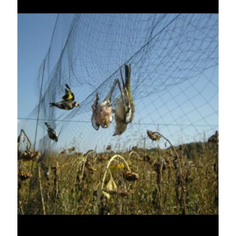 JARING BURUNG KECIL 1¼ INCH / 1 JARI 0.12 100MD/100YDS JARING BURUNG PIPIT EMPRIT BURCIL