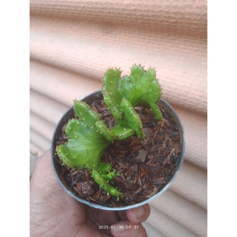 euphorbia aluaudii varigata kristata