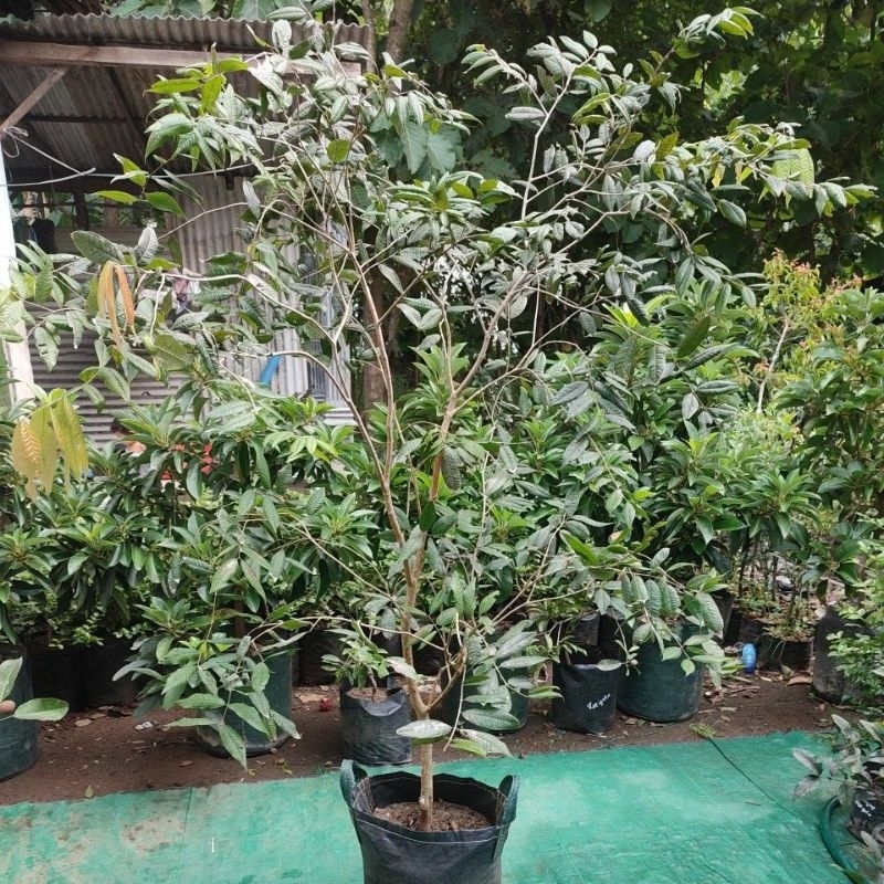 anggur pohon white jaboticaba jumbo besar