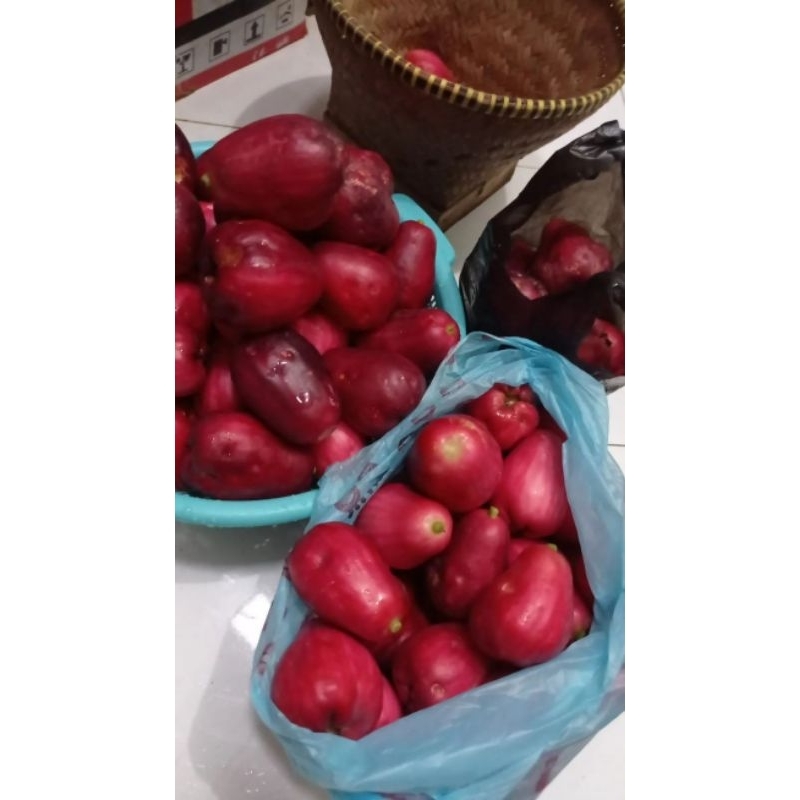 

Jambu bol